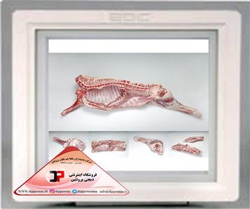 لاشه گوسفندی تازه عمده